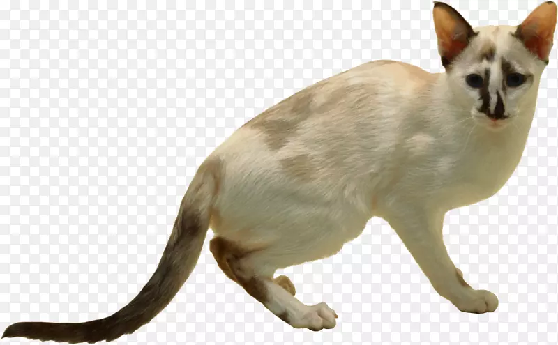 巴厘岛猫暹罗猫科-猫