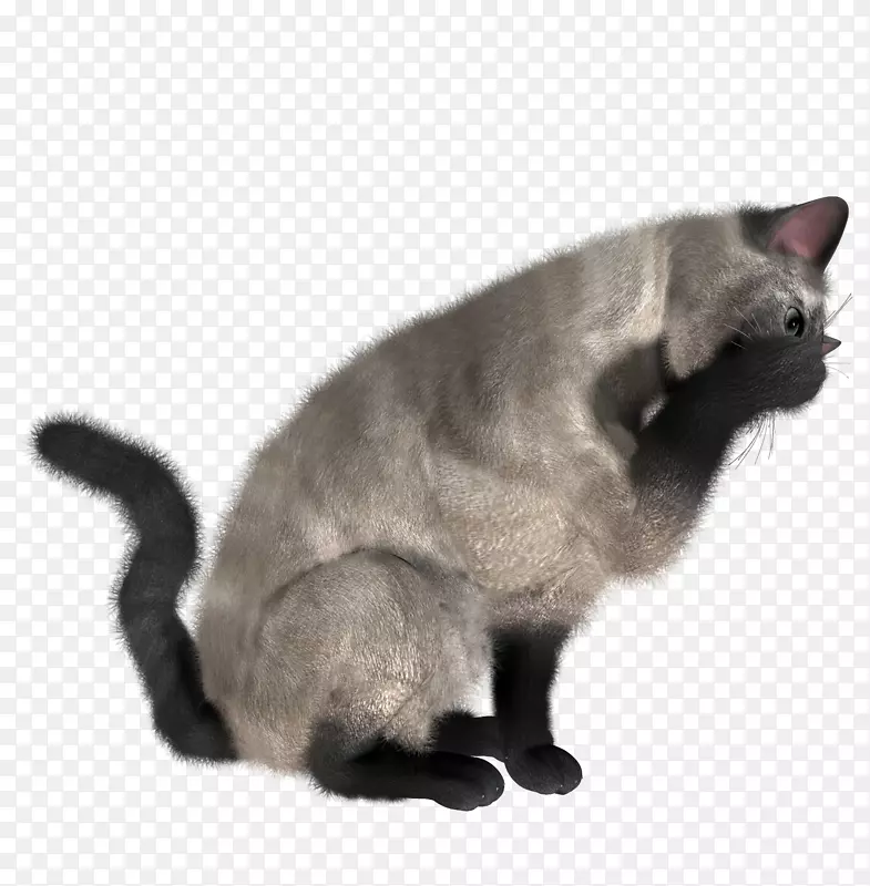 猫科剪贴画-猫