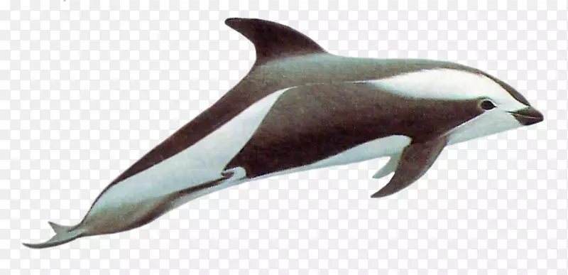 短喙普通海豚图库溪粗齿海豚白嘴海豚
