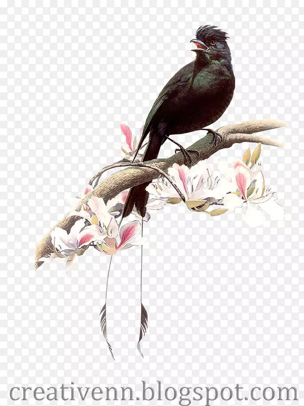 蜂鸟画师-乌鸦