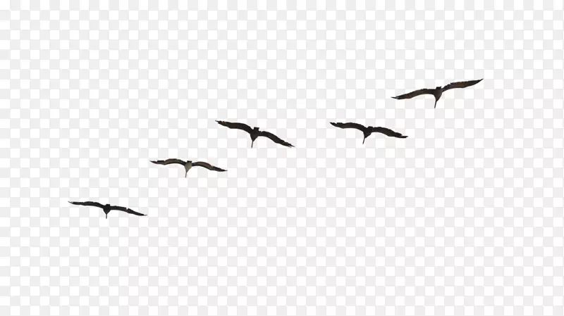 鸟类迁徙飞行鸟群动物迁徙鸟类