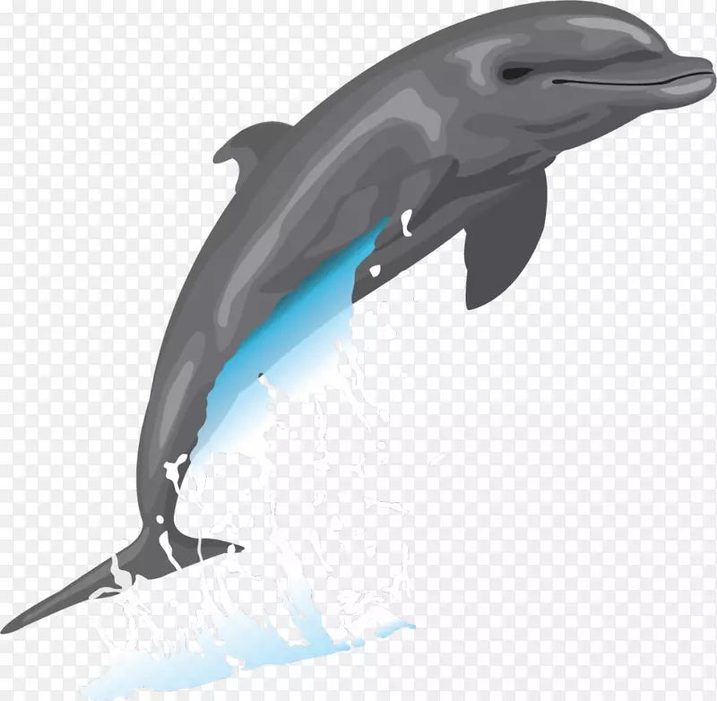 宽吻海豚绘画剪贴画-海豚