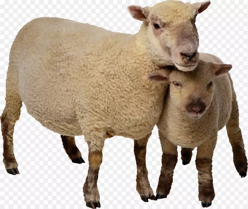 羊剪贴画-山羊