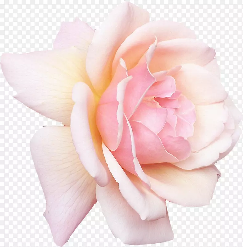 玫瑰白色粉红桌面壁纸-海鸥