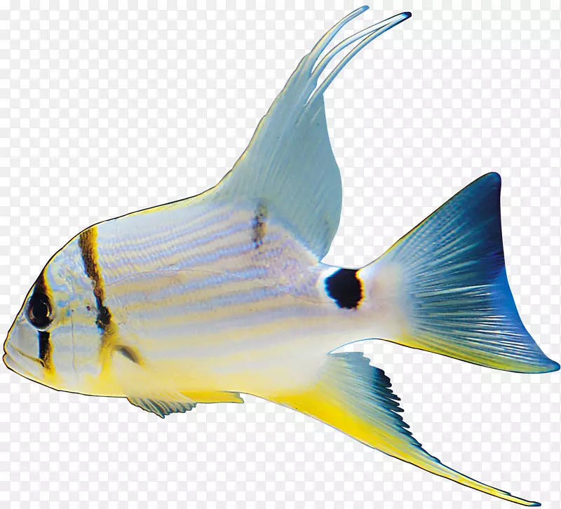 FISH图像文件格式剪辑艺术-FISH
