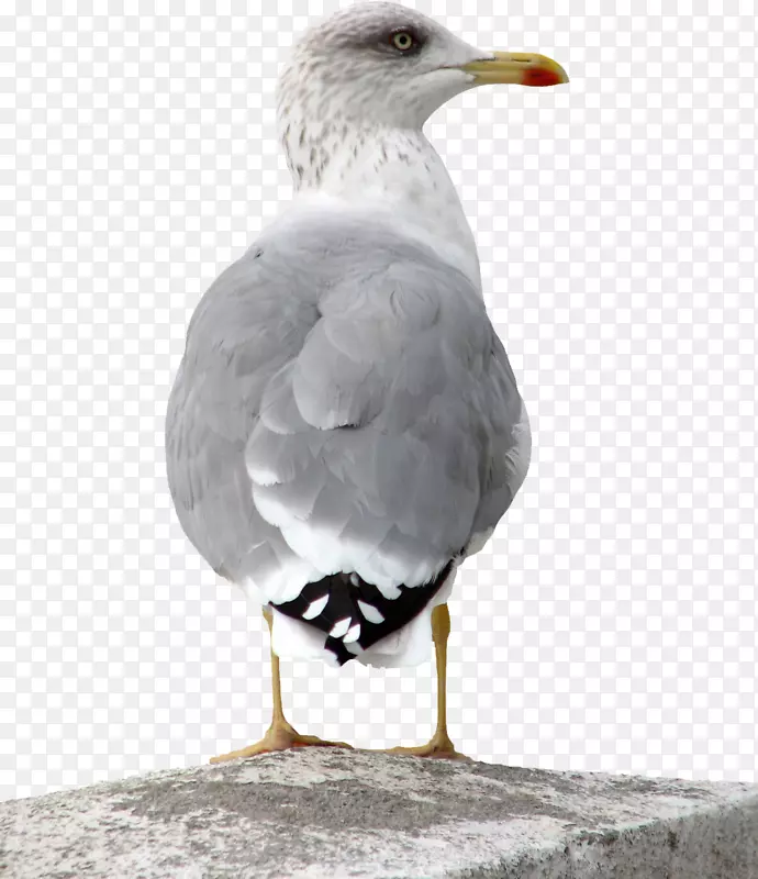 欧洲鲱鱼鸥鸟大黑背海鸥普通海鸥