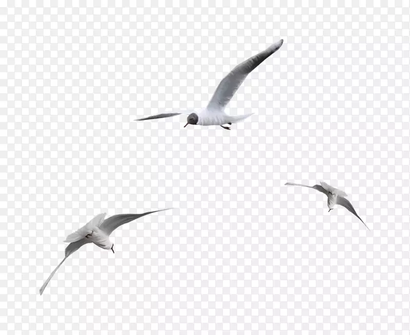 海鸟象牙海鸥-海鸥