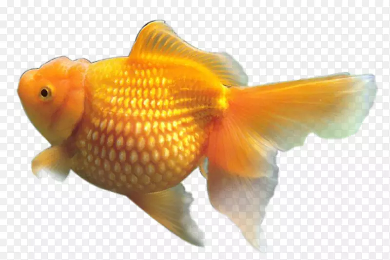 金鱼图像分辨率-FISH