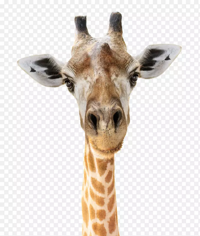 长颈鹿头像摄影脸长颈鹿