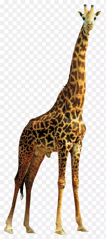 北长颈鹿透明半透明动物长颈鹿