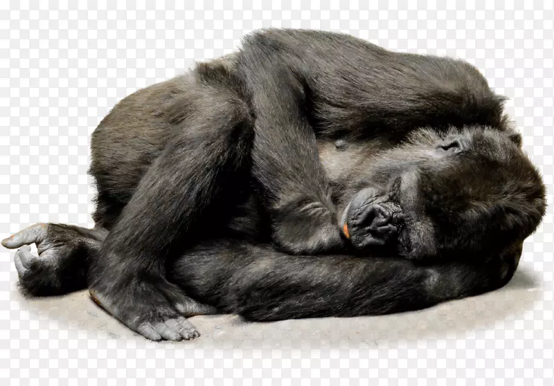 爱尔兰狼犬普通黑猩猩猿灵长类大猩猩
