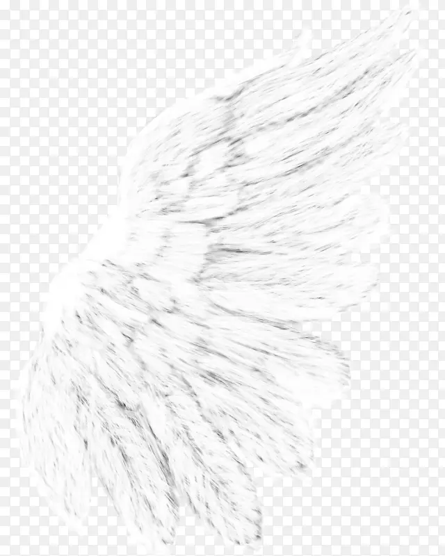 黑白绘画单色摄影羽毛