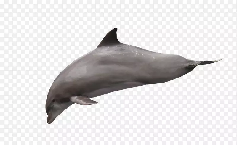 海豚下载剪贴画-海豚