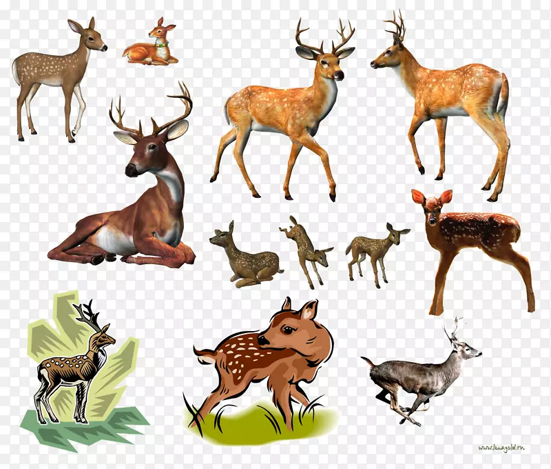 驯鹿，白尾鹿，麋鹿，麝香鹿
