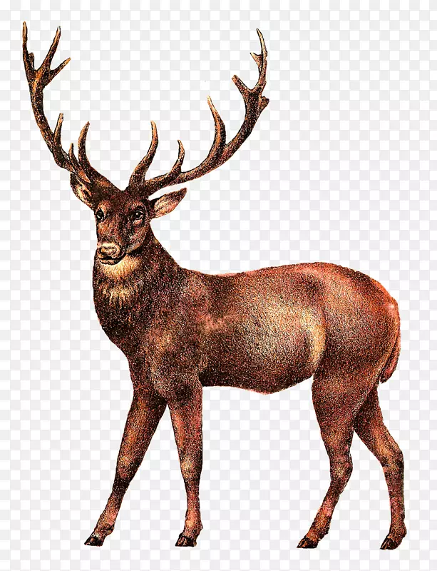 白尾鹿麋鹿夹艺术鹿