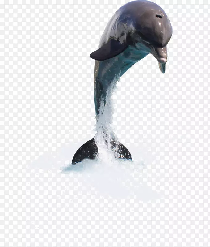 海豚图库溪菊花剪贴画-海豚