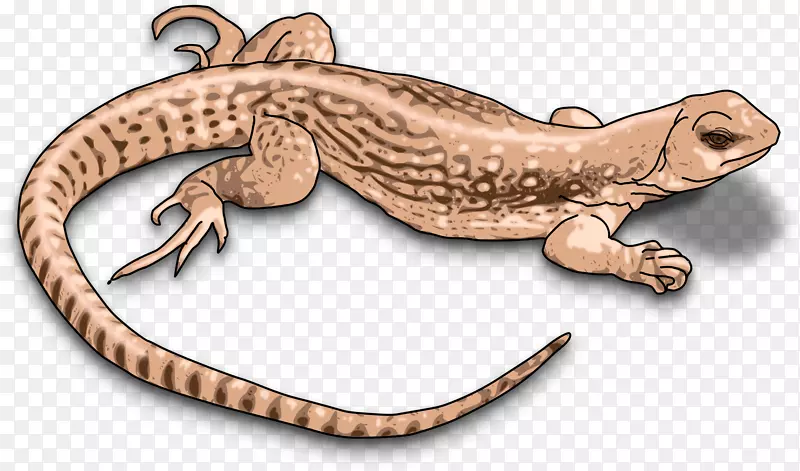 科莫多龙蜥蜴爬行动物变色龙剪贴画蜥蜴
