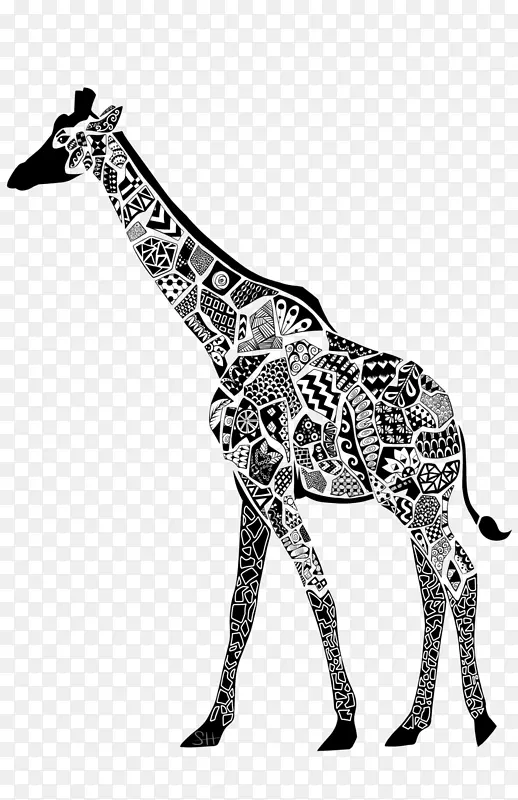 北方长颈鹿动物黑白长颈鹿