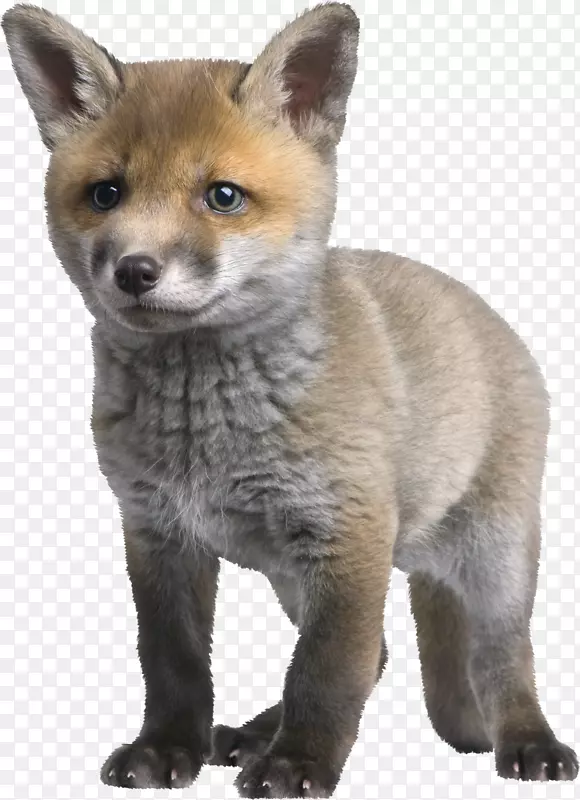 红狐北极狐小狗摄影-狐狸