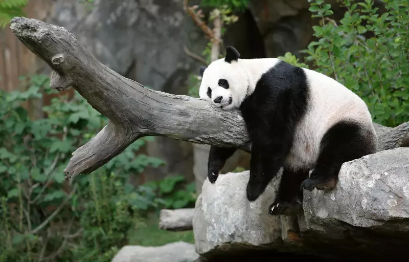 大熊猫高桌面壁纸高清电视4k分辨率考拉