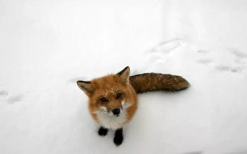 北极狐雪冬季动物-狐狸