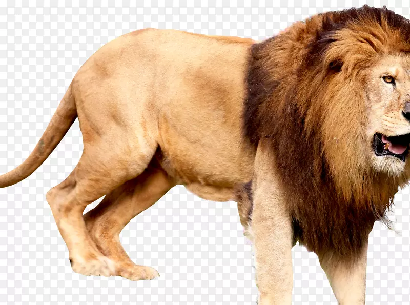 东非狮子马赛马拉猫陆生动物-狮子