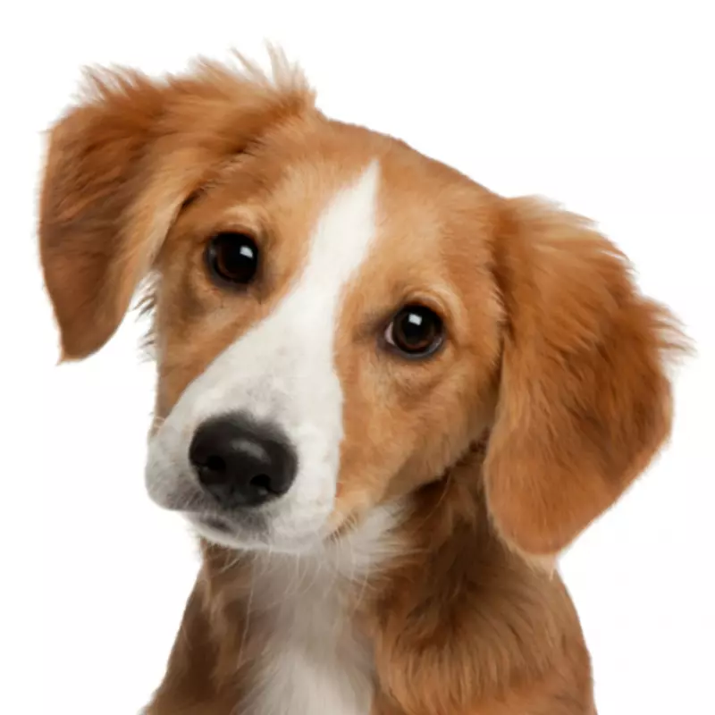 狗商：在养宠物店、宠物商店和救援者的大生意里养猫狗。