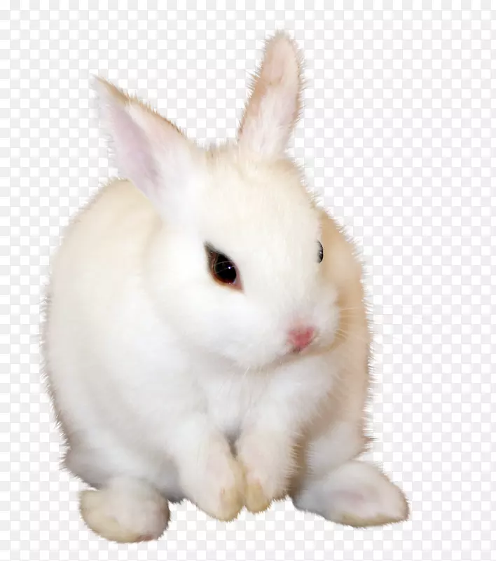安哥拉兔利波类动物剪贴画-兔子