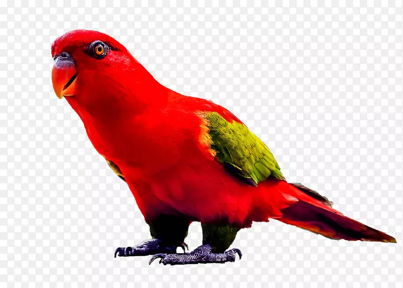 真爱鸟真鹦鹉红绿金刚鹦鹉爬行动物鹦鹉