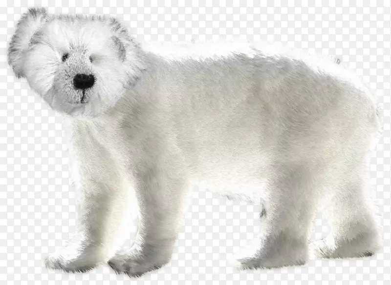 西部高原白狗北极熊珍稀品种(狗)剪贴画北极熊