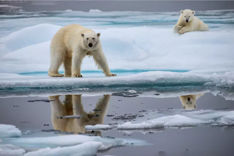北极熊北极全球变暖动物北极熊