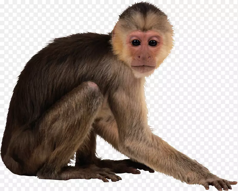 猴子下载剪贴画-猴子