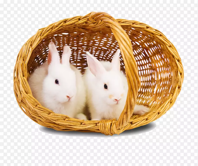 复活节兔子下载-兔子