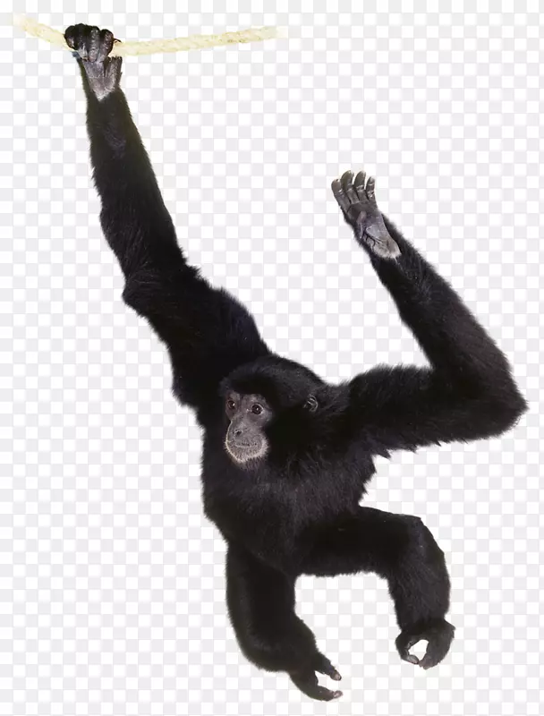 大猩猩普通黑猩猩长臂猿猩猩
