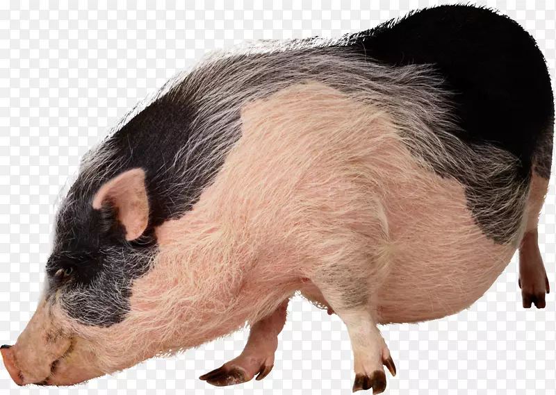 越南锅腹野猪群摄影宠物剪贴画-猪