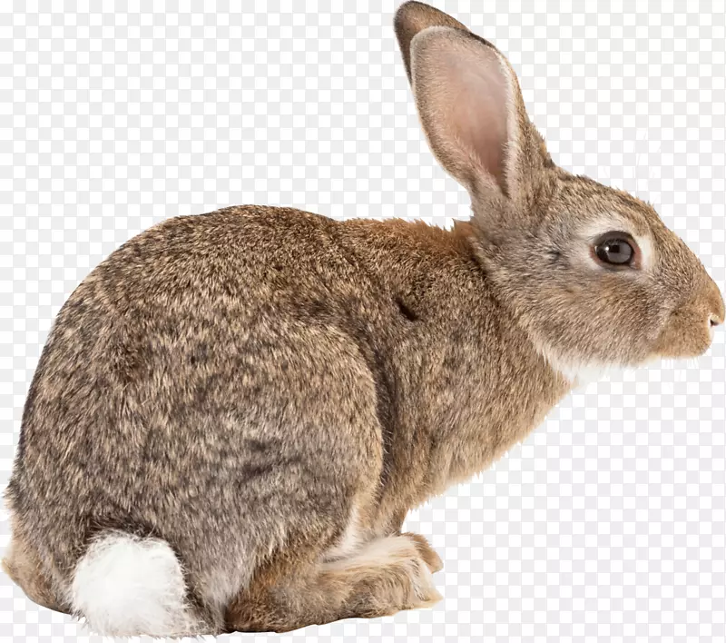 新西兰兔荷兰矮兔家禽蛙兔