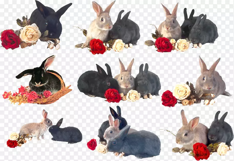 兔家兔剪贴画-兔子