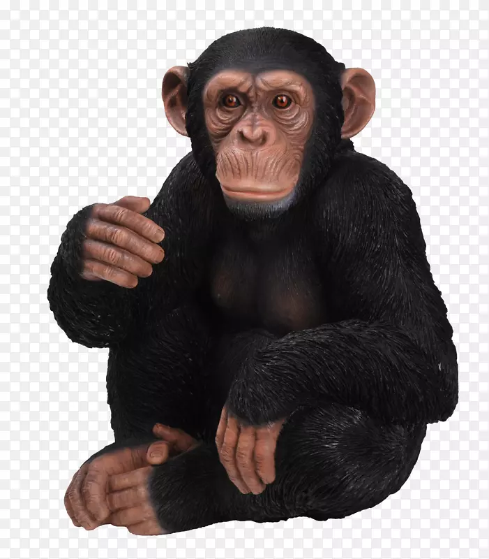 黑猩猩，大猩猩，猿类，装饰品-猴子