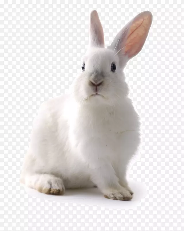 复活节兔豚鼠宠物兔