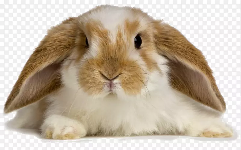 荷兰洛普安哥拉兔宠物坐在家兔-兔子