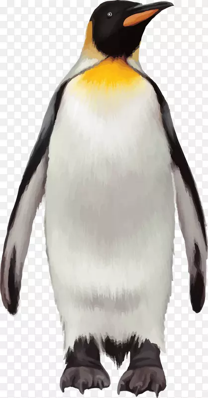 企鹅鸟-企鹅