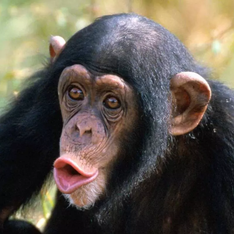 普通黑猩猩Ngamba岛黑猩猩保护区灵长类倭黑猩猩猩猩