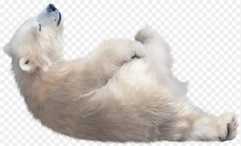 北极熊北极狗北极熊