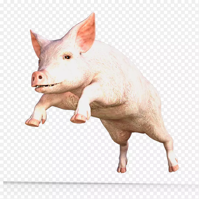 小型猪家猪DR.猪/猪：考古学、动物学和可食性-猪