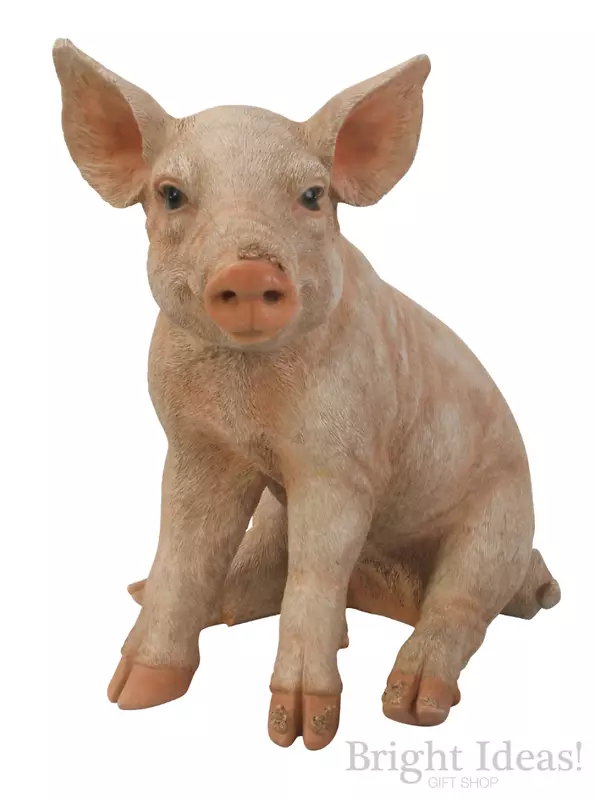 大型白猪小型猪场动物：养猪-猪