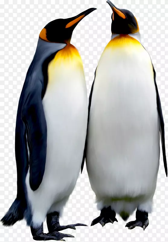 企鹅鸟动物下载-企鹅