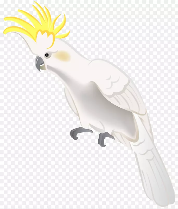 鸟类鹦鹉动物壁纸-鹦鹉