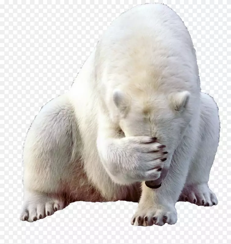 小北极熊科迪亚克熊北极熊