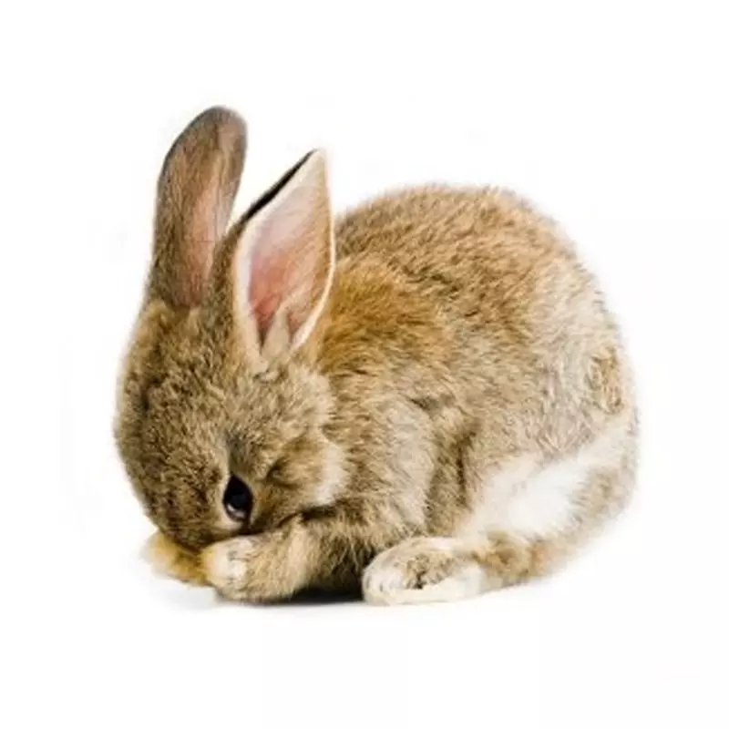 复活节兔子天使兔小狗-兔子