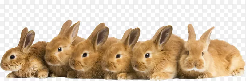 欧洲野兔家兔可爱桌面壁纸-兔子